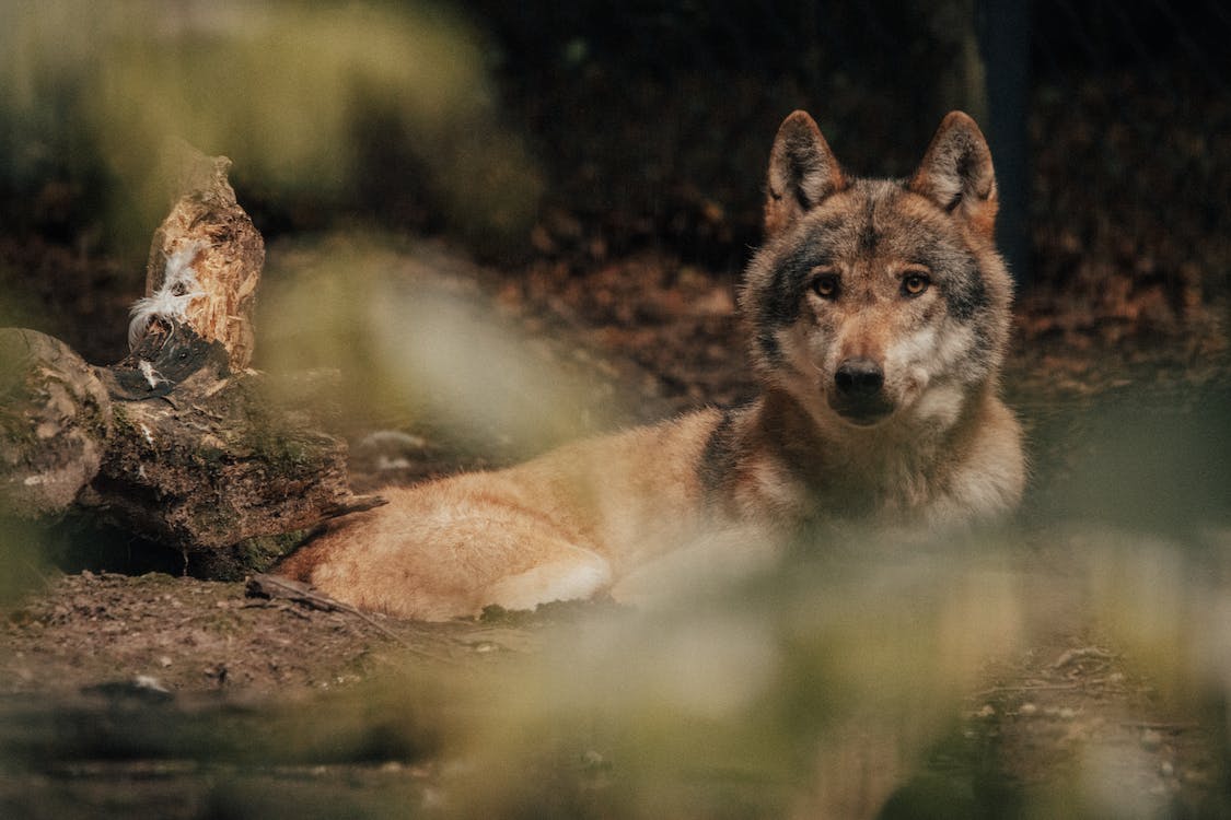 AMBIENTE MAGAZINE | Intenção de retroceder estatuto de proteção dos lobos preocupa coligação C7