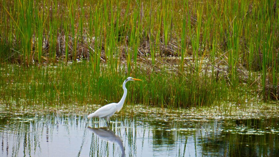 GREENSAVERS | Zonas húmidas: O que são e por que razão é tão importante protegê-las