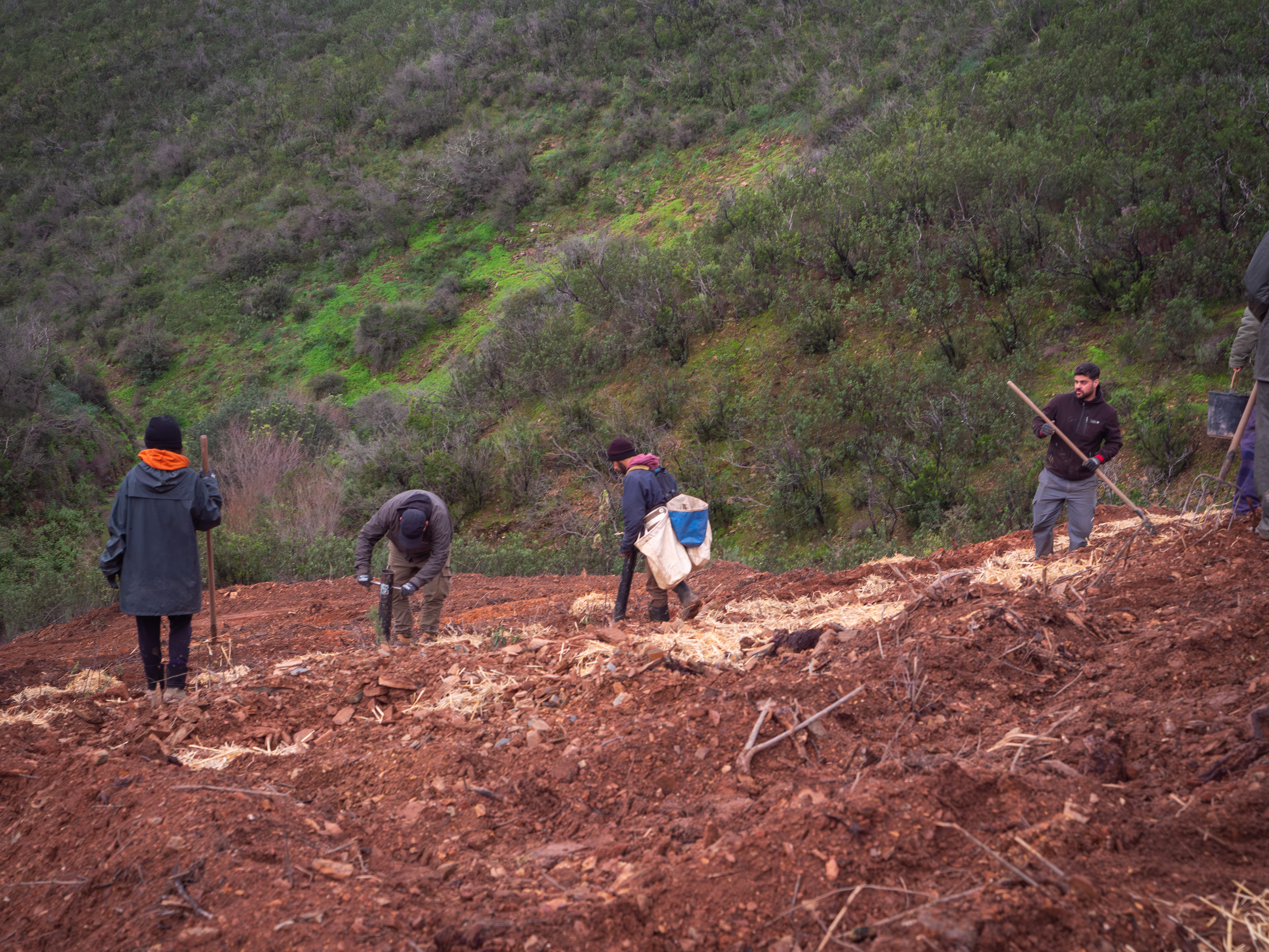 DIÁRIO ONLINE REGIÃO SUL | GEOTA que plantar 2 milhões de árvores em áreas ardidas em Portugal até 2027