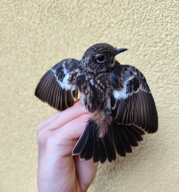 GEOTA - Sessão de anilhagem científica de passeriformes