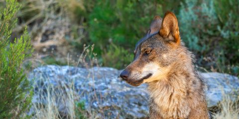GEOTA - ONGAs criticam propostas contrárias à conservação do lobo-ibérico