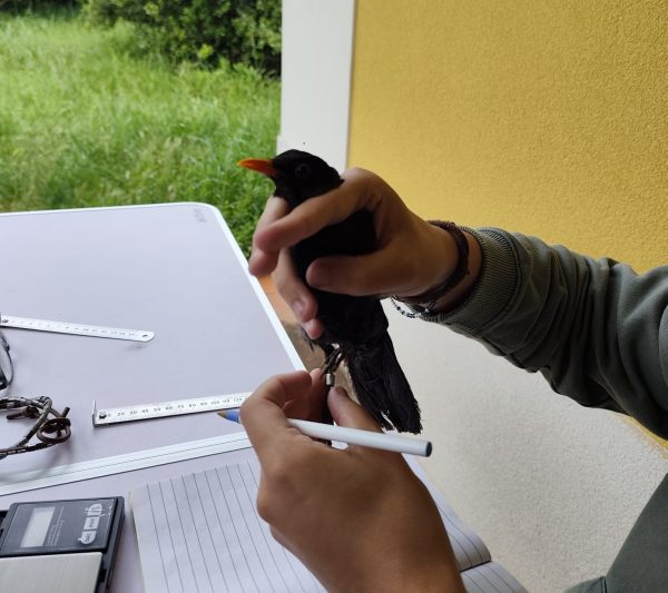 GEOTA - Sessão de anilhagem científica de passeriformes